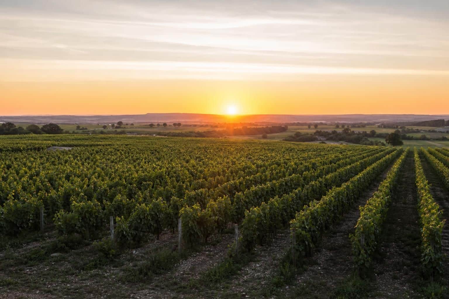 Découvrez comment constituer votre cave en ligne grâce à notre méthode simple et nos conseils pratiques pour bien choisir et conserver vos vins.